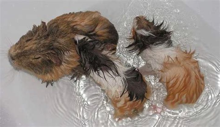 Can a guinea pig swim?