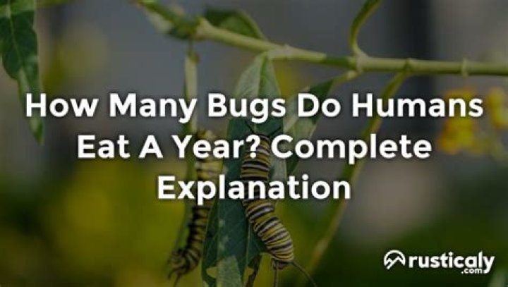 How many bugs do humans eat a year?