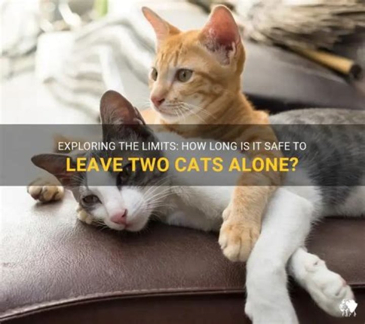 Is it OK to leave cats alone all day?