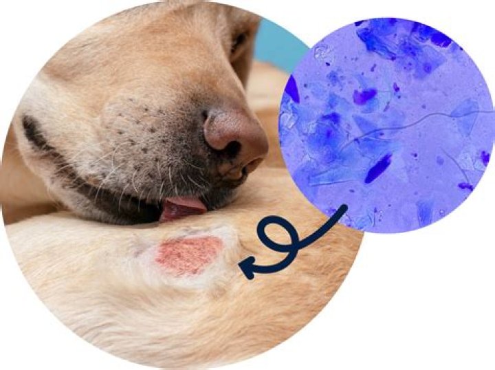 What does an infection look like on a dog?